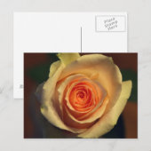 黄色のバラのはがき ポストカード (正面/裏面)