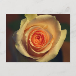 黄色のバラのはがき ポストカード