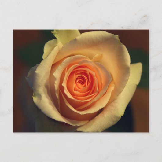 黄色のバラのはがき ポストカード (正面)