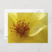 黄色のバラのはがき ポストカード (正面/裏面)