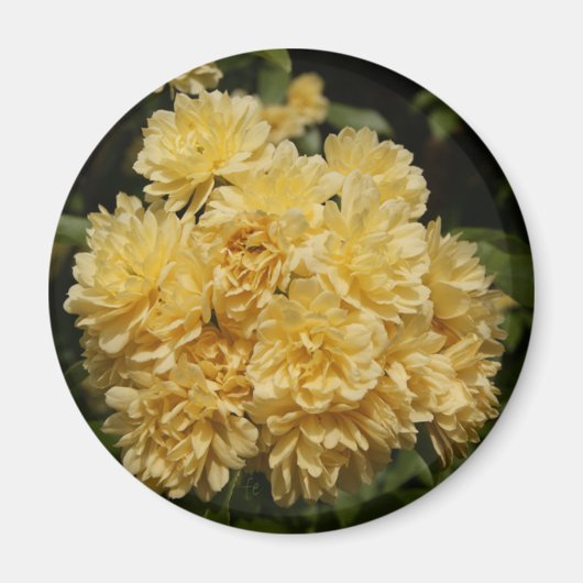 黄色のバラの花束 マグネット (正面)