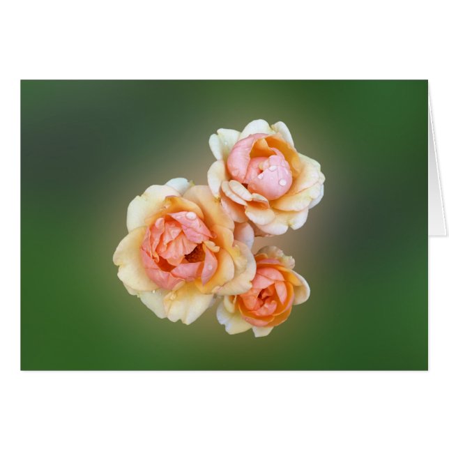 黄色のバラ (正面横)