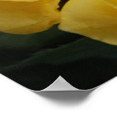 黄色のバラ ポスター (角)