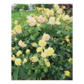 黄色のバラ ポスター (正面)