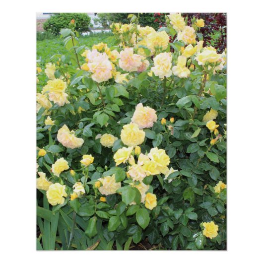 黄色のバラ ポスター (正面)