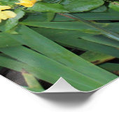 黄色のバラ ポスター (コーナー)