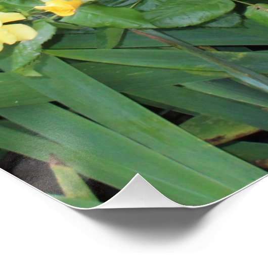 黄色のバラ ポスター (コーナー)