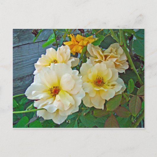 黄色のバラ ポストカード (正面)