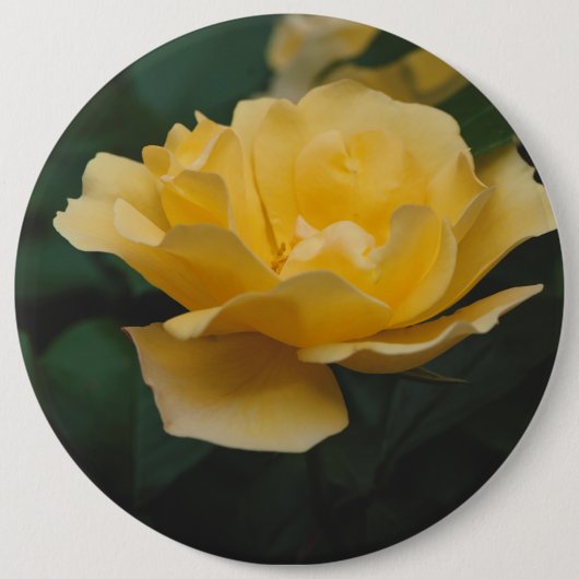 黄色のバラ 缶バッジ (正面)