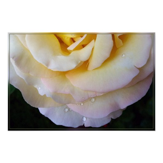 黄色のピンクの花びら ポスター (正面)