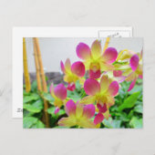 黄色のピンクの蘭 ポストカード (正面/裏面)