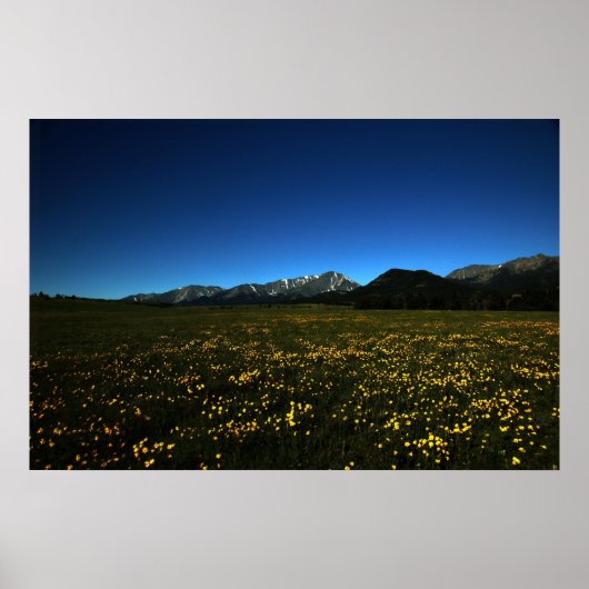 黄色のフィールド ポスター (正面)