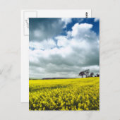 黄色のフィールド ポストカード (正面/裏面)
