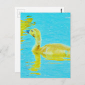 黄色のベビーガチョウと淡青色の水 ポストカード (正面/裏面)