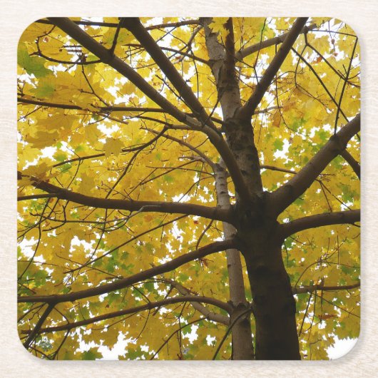 黄色のモミジのペア 紅葉の自然 スクエアペーパーコースター (正面)