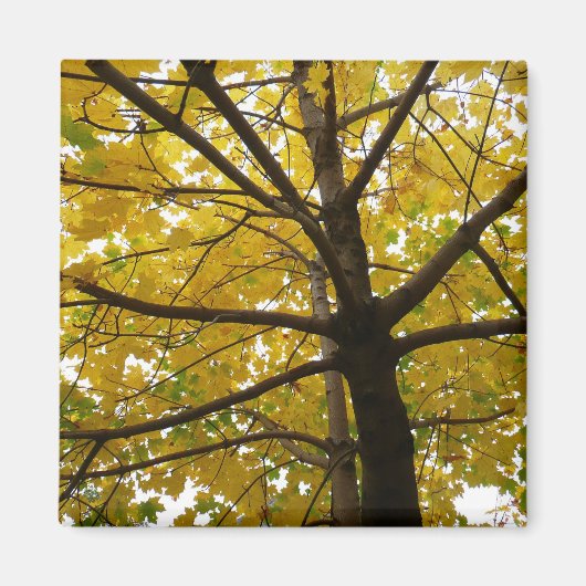 黄色のモミジのペア 紅葉の自然 マグネット (正面)