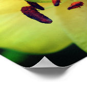 黄色のユリの花を閉じる ポスター (角)