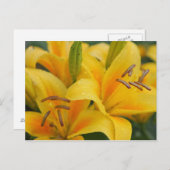 黄色のユリ ポストカード (正面/裏面)