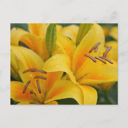 黄色のユリ ポストカード (正面)