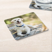 黄色のラブラドールがベンチに横たわる スクエアペーパーコースター (アングル)
