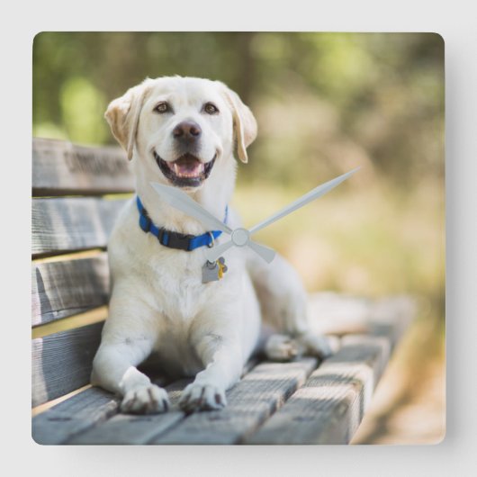 黄色のラブラドールがベンチに横たわる スクエア壁時計 (正面)