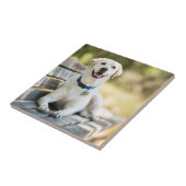 黄色のラブラドールがベンチに横たわる タイル (側面)