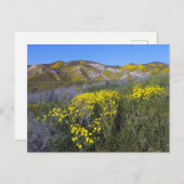 黄色のワイルドフラワーフィールドの風景 ポストカード (正面/裏面)