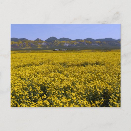 黄色のワイルドフラワーフィールドの風景 ポストカード (正面)