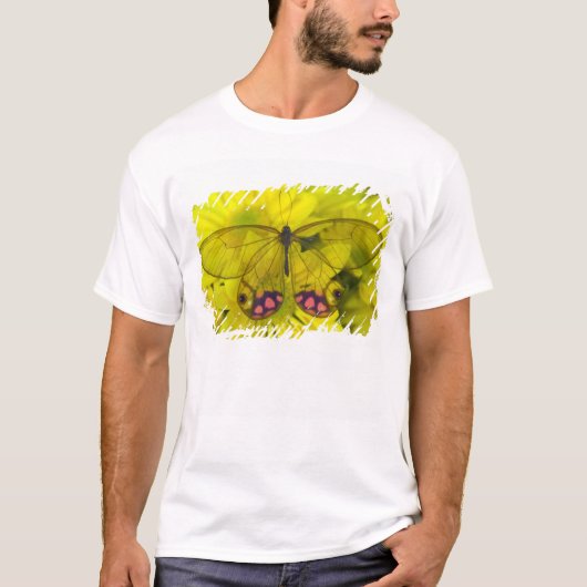 黄色の上の蝶 Tシャツ (正面)