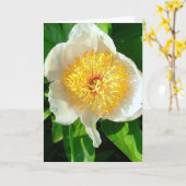 黄色の中心と白い牡丹/さくらんぼヒル牡丹 カード (黄色い花)