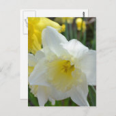 黄色の中心を持つ白い水仙 ポストカード (正面/裏面)