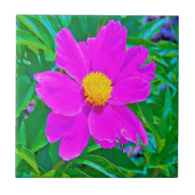 黄色の中心を持つ鮮やかな紫外線牡丹