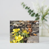 黄色の小妖精や小人花春とアコーン春 ポストカード (スタンド正面)