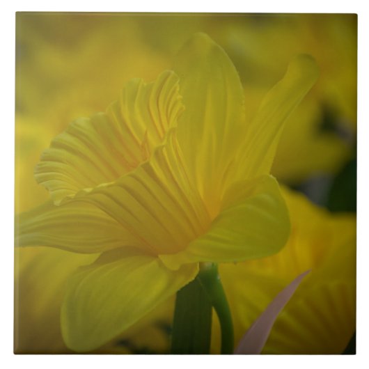 黄色の水仙セラミックタイル タイル (正面)