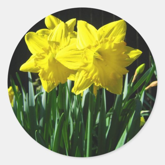 黄色の水仙 – ステッカー (正面)