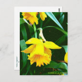 '黄色の水仙' ポストカード (正面/裏面)