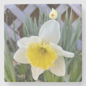 黄色の水仙#1 ストーンコースター (正面)