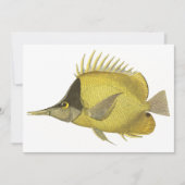黄色の熱帯性チェルモン・ロングロストリス、ヴィンテージの魚 (正面)