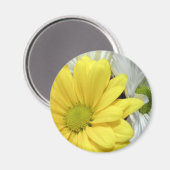 黄色の白いデイジーデイジー花花写真 マグネット (正面/裏面)