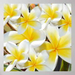 黄色の白いフランギパニの花束 ポスター