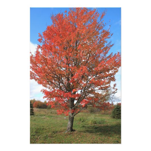 黄色の紅葉の風景画 フォトプリント            (正面)