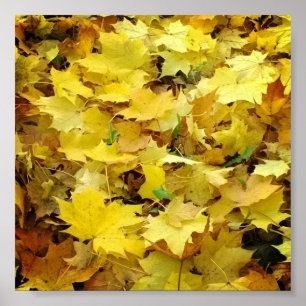 黄色の紅葉 ポスター