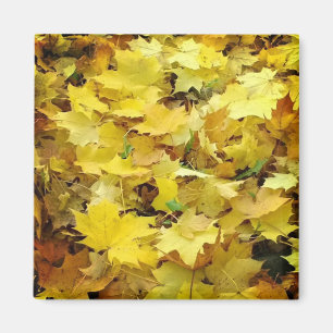 黄色の紅葉 マグネット