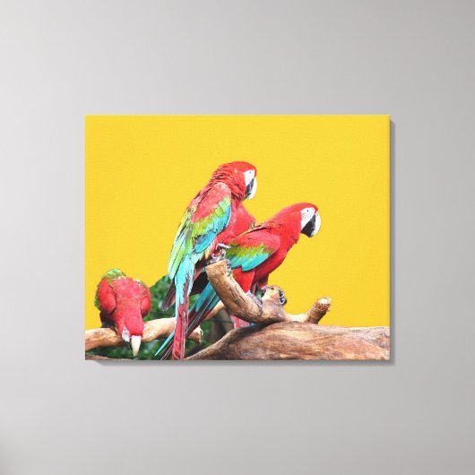黄色の背景に3つのパロット。 キャンバスプリント (正面)