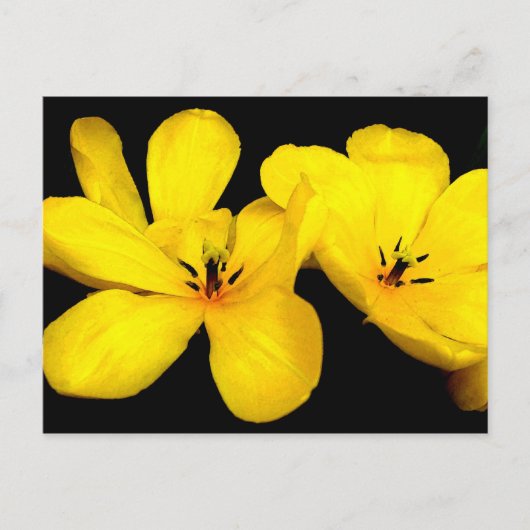 黄色の花のはがき ポストカード (正面)