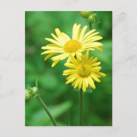 黄色の花のポストカード ポストカード (正面)