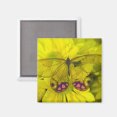 黄色の花の上の蝶 マグネット (正面/裏面)