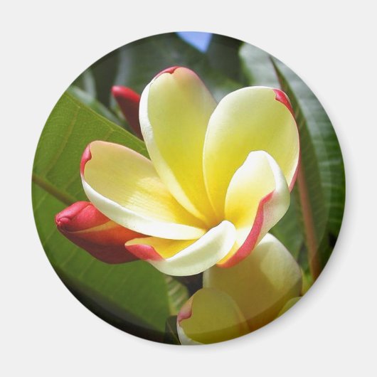 黄色の花の磁石 マグネット (正面)