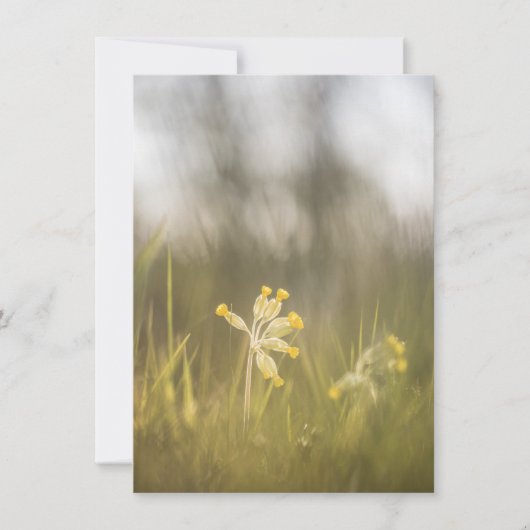黄色の花の自然フォトカード (正面)