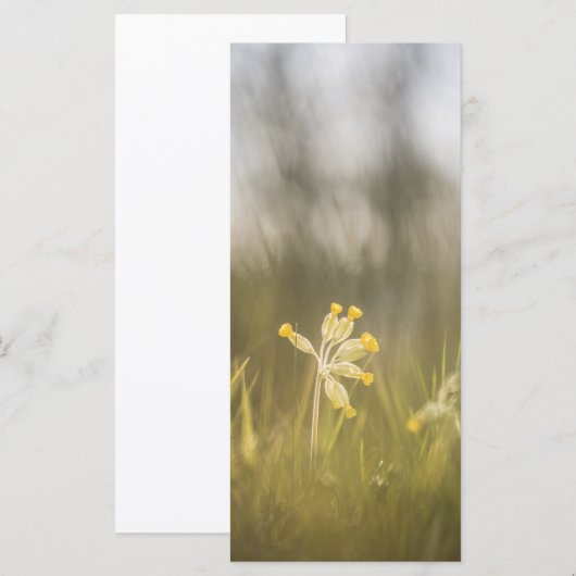 黄色の花の自然フォトカード (正面/裏面)